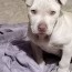 pitbull dogs for sale in rawalpindi