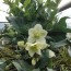 hellebores as houseplants tips for