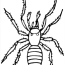 spider coloring pages to download and