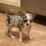 akc very tiny blue merle chihuahua for