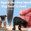 raw dog food to feed
