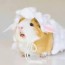 costumes for guinea pigs