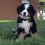 bernese mountain dog planned litters