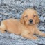 dachshund puppies pets and animals for