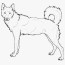 standing siberian husky coloring page