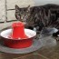 diy cat fountain free delivery