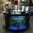 aquarium coffee tables fish care