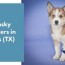 texas tx pomsky puppies for sale