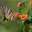 8 diy butterfly feeder ideas 5 more
