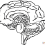 human brain coloring page coloring home