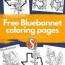 5 free bluebonnet coloring pages