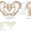 pelvic girdle appendicular skeleton
