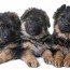 8 week old german shepherd dog facts