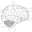 brain anatomy coloring pages coloring