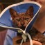 diy cone of shame for cats www