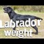 labrador puppy weigh at 8 weeks