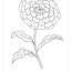 carnation coloring pages free flowers