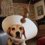 12 pet cones that your pets will love