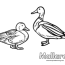 realistic duck coloring pages nature