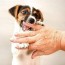 when do dogs lose their baby teeth