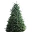 6 7 ft noble fir real christmas tree at