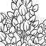 printable wildflower coloring pages