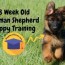 old german shepherd puppy training