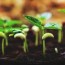 the right seed germination temperature
