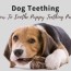 dog teething puppy teething pain and