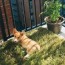 diy dog grass box project full video