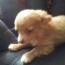 chihuahua puppies for sale for sale in