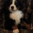 akc bernese mountain dog puppies for