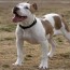 pitbull dog breed health training