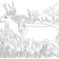 free deer coloring pages printable
