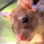 diy rat traps make your own rat trap