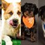 compete in animal planet s puppy bowl
