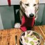 dog on a raw food diet