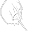 horseshoe crab coloring page audio