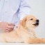 bordetella vaccine for dogs great pet