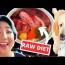 can i feed my puppy raw dog food