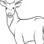 print deer coloring pages