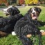 bernese mountain dogs serenity bmd in