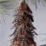 real pheasant feather tree ball
