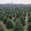 22 best christmas tree farms in the
