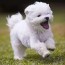 maltese puppies for sale in new york