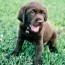 puppy teething what to know and how to