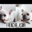 french bulldog puppy eat carrots