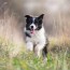 1 border collie puppies for sale in