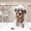 is baby shampoo ok for dogs it sure is