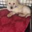 golden lab pup 8 weeks old has very